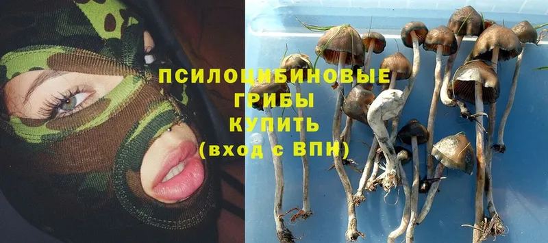 Псилоцибиновые грибы Psilocybine cubensis  сколько стоит  Западная Двина 